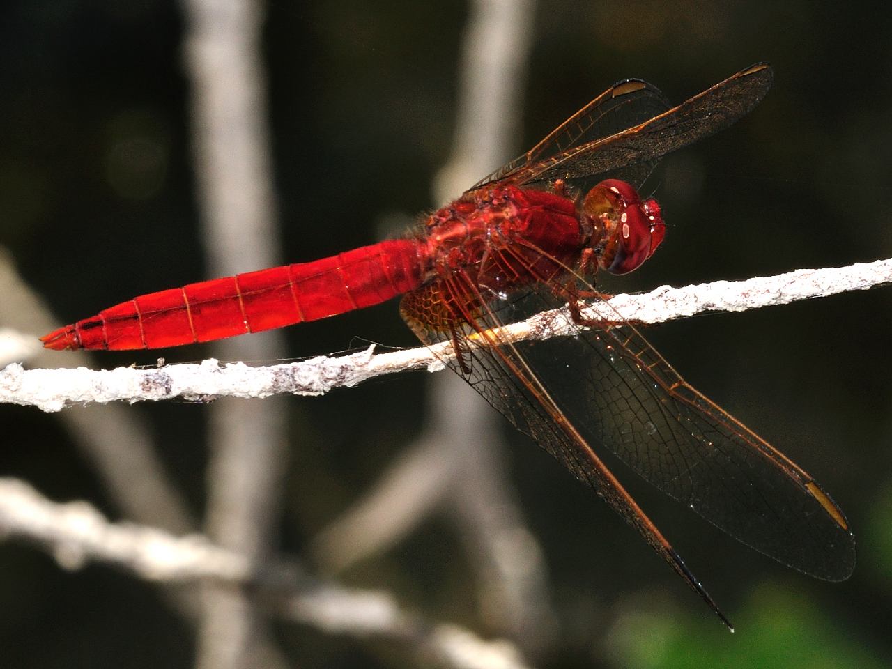 Conferma per Crocothemis erythraea